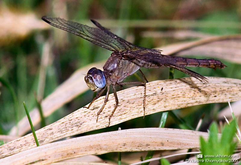 Бабка з блакитними очима