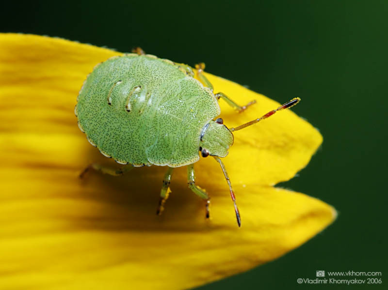 Клоп смердючий