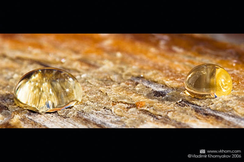 Солодкі сльози