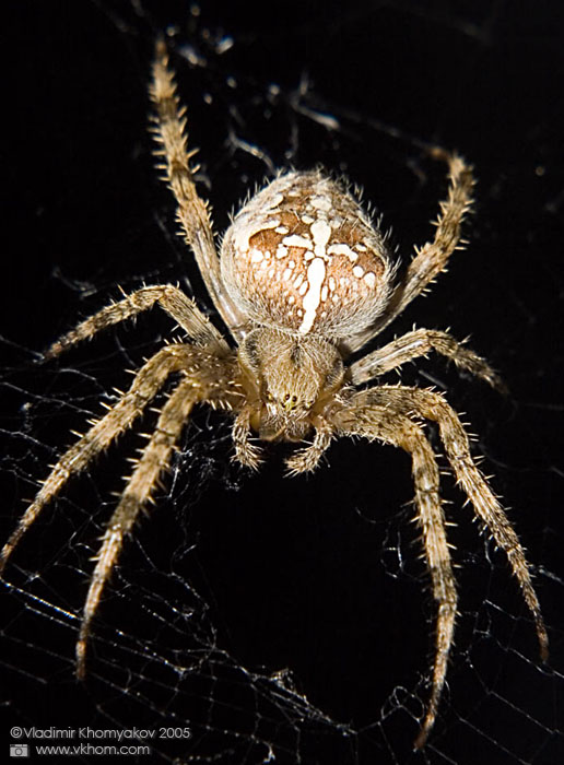 Павук хрестовик