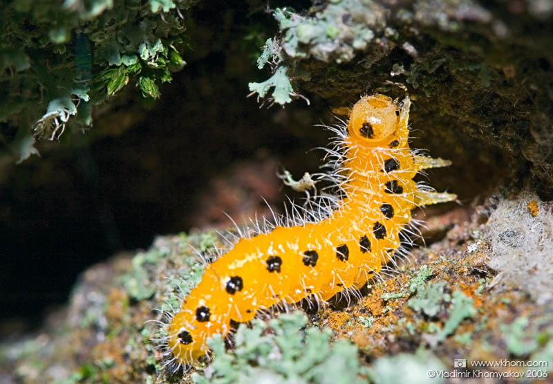 Хітін та білок