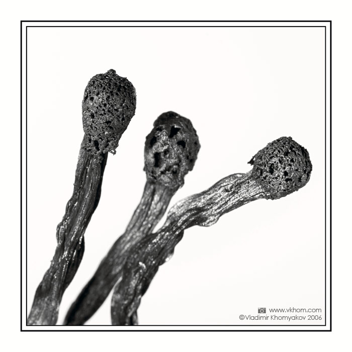 Букет для Еллоїзи