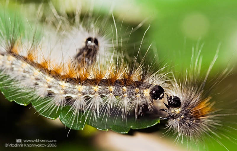 Третій зайвий