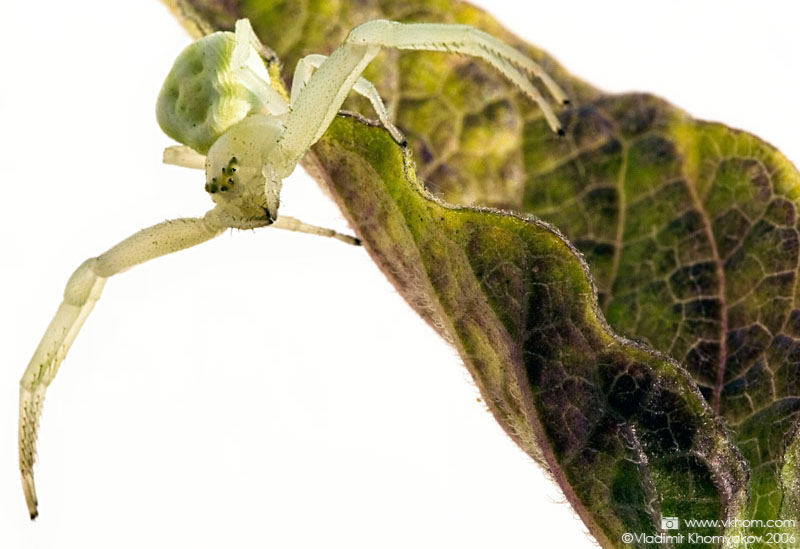 Ну ж я тебе обійму!