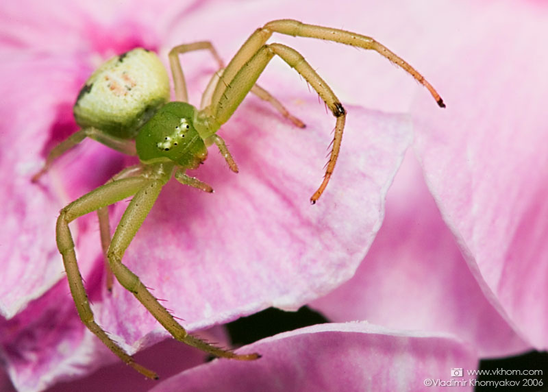 Павук на флоксі