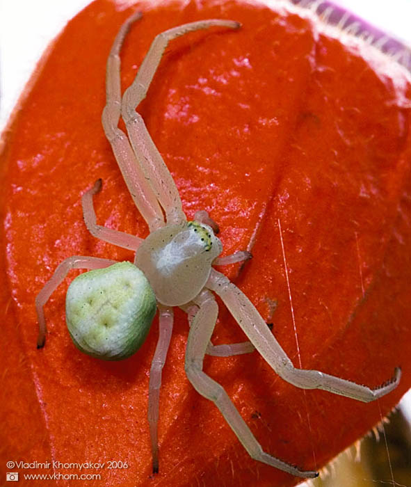 Павучок на фізалісі #1 (павук фізаліс)