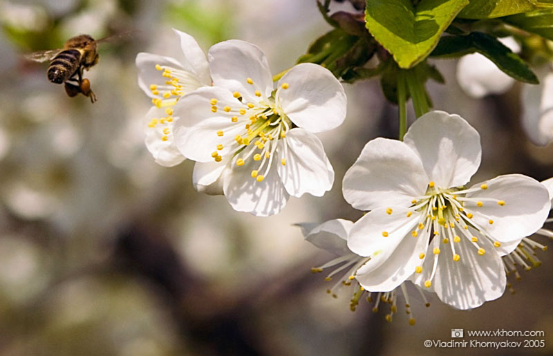 Бджола та цвіт чере�?ні