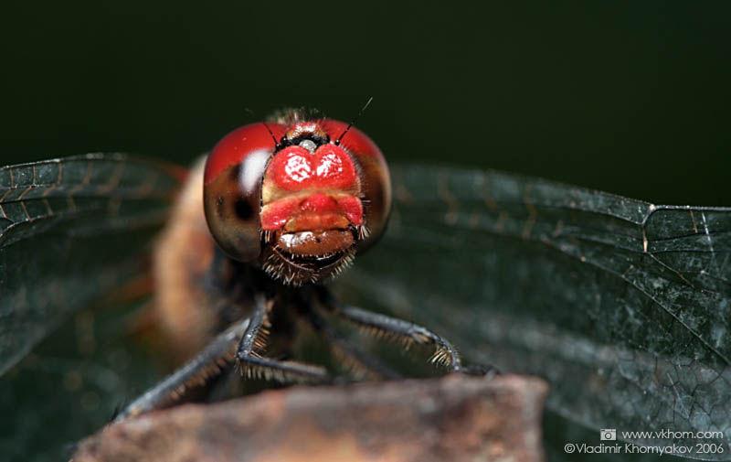 Червоні очі