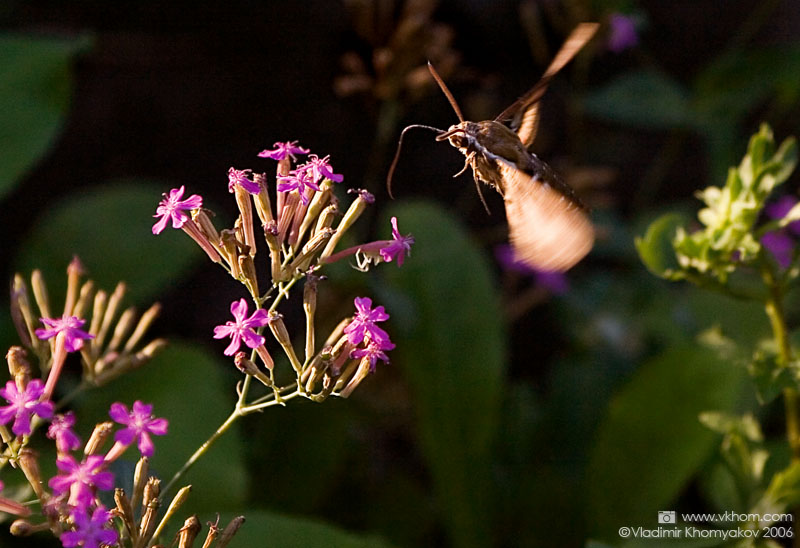 Дозаправлення