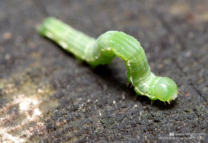 Крок уперед