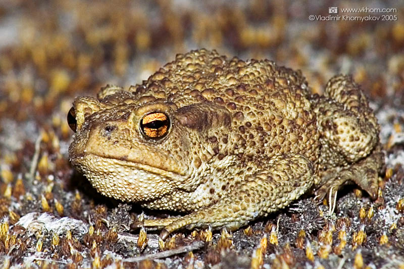 Земляна жаба