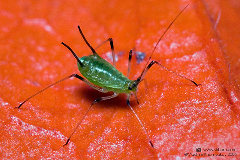 Попелиця на фізалісі