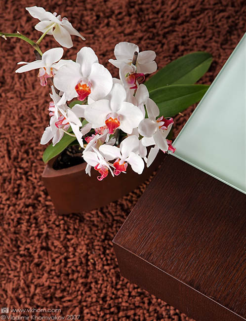 Орхідея в 
