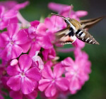 В'юнковий бражник (Agrius convolvuli)