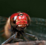 Червоні очі