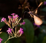 Дозаправлення