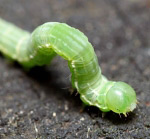 Крок уперед