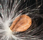 Пружність #1