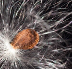 Пружність #2