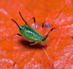 Попелиця на фізалісі