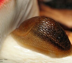 Слимак на сироїжці